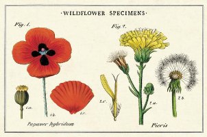 מארז גלויות בקופסת פח : Wildflowers