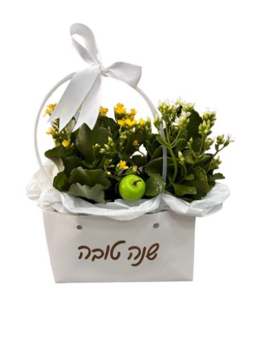 תיק ניצניות מקט257