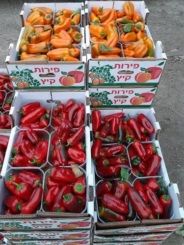 מדי פלפל