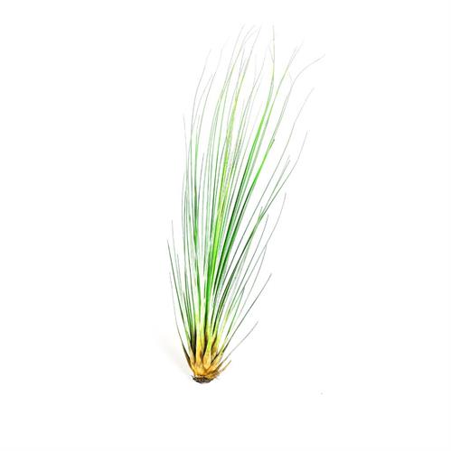 juncea