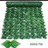 גדר עלי בטטה - גדר עלים דקורטיבית במגוון דגמים
