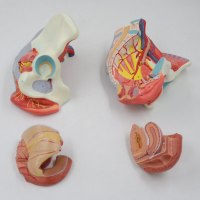 רצפת האגן הנשית מודל 591 - דגם מפורט עם איברים פנימיים