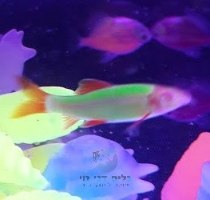 כרישי קשת גלופיש 5-6 ס"מ - זוהרים