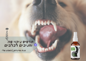 DOLITAI|תרסיס טבעי לשמירה על בריאות הפה והחניכיים לכלבים