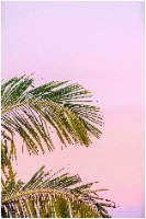 "Palms&Pink" תמונת קנבס עלי דקל ושמיים ורודים |בודדת או לשילוב בקיר גלריה | תמונות לבית ולמשרד