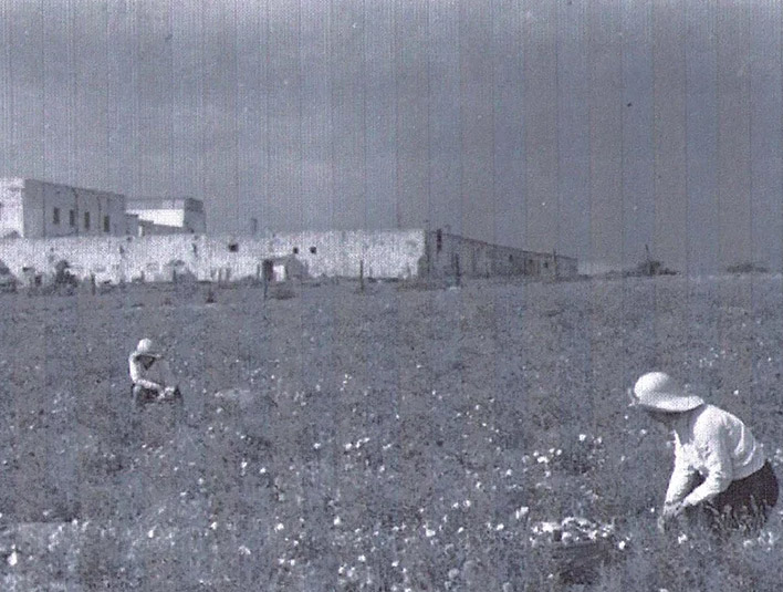 קטיף יסמין שנות העשרים ברקע חאן זרעוניה