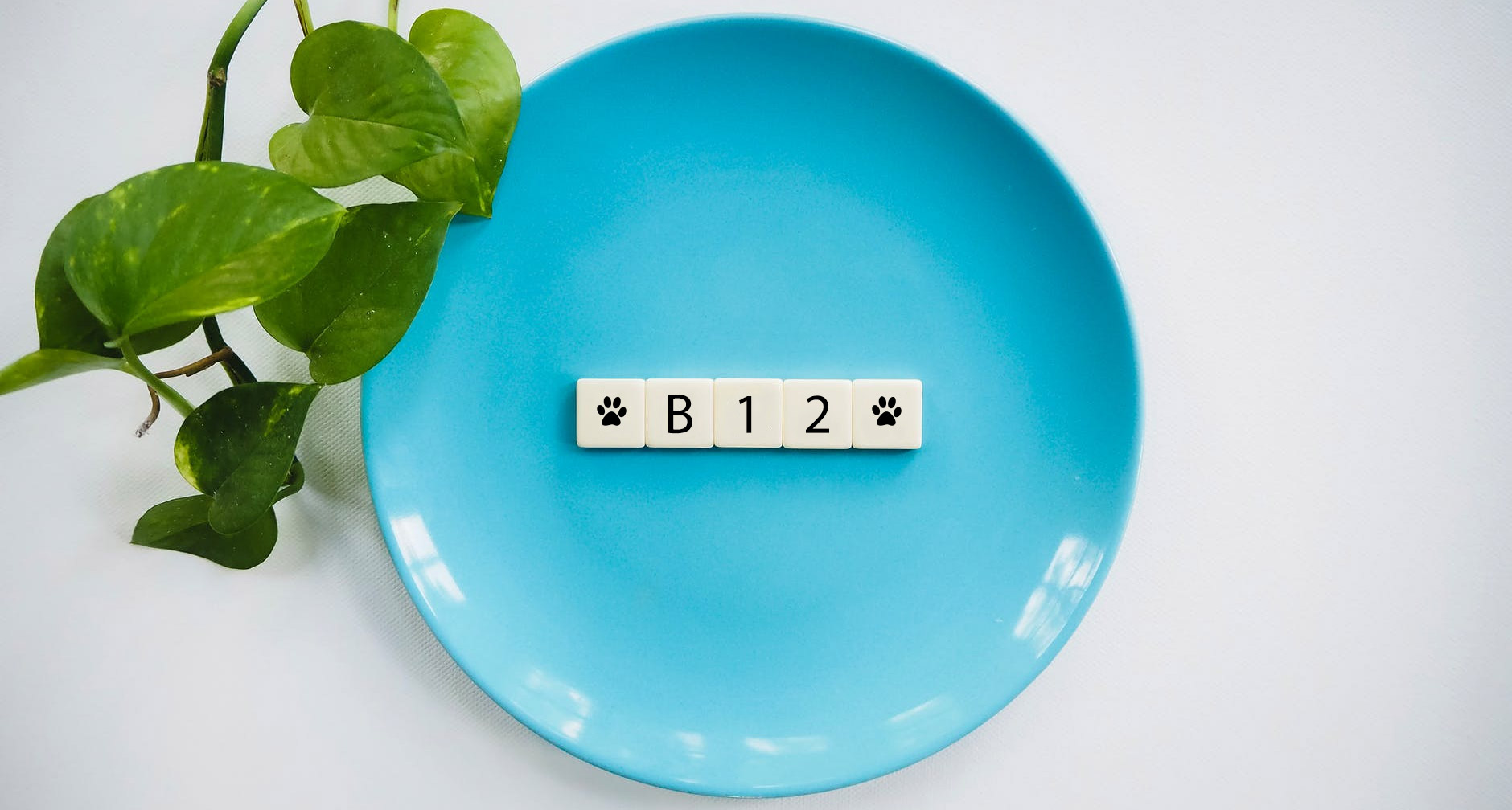 צמחונים או טבעוניים? איך מתמודדים עם חוסר ב- B12?