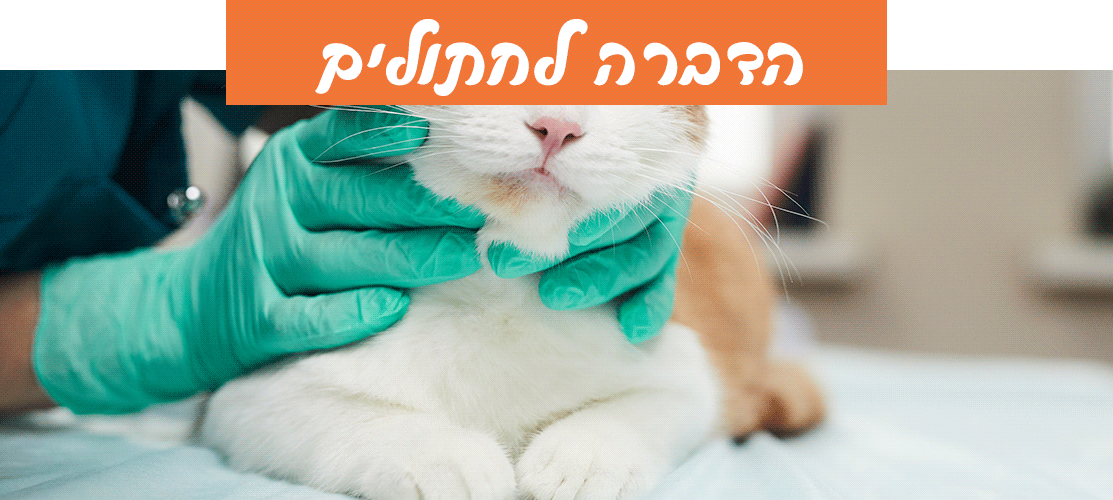 הדברה לחתולים