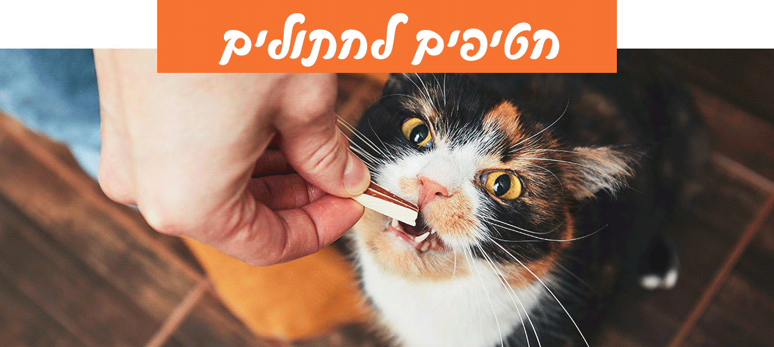 חטיפים לחתולים