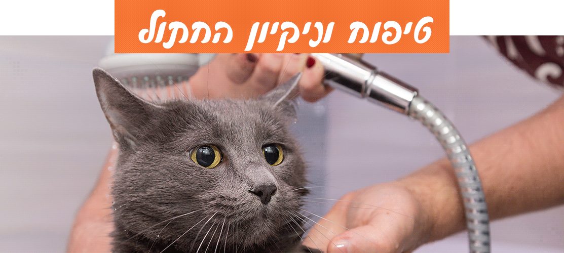 טיפוח וניקיון החתולים