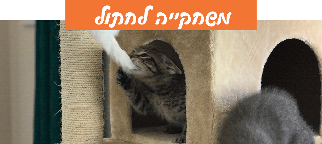משחקייה לחתולים