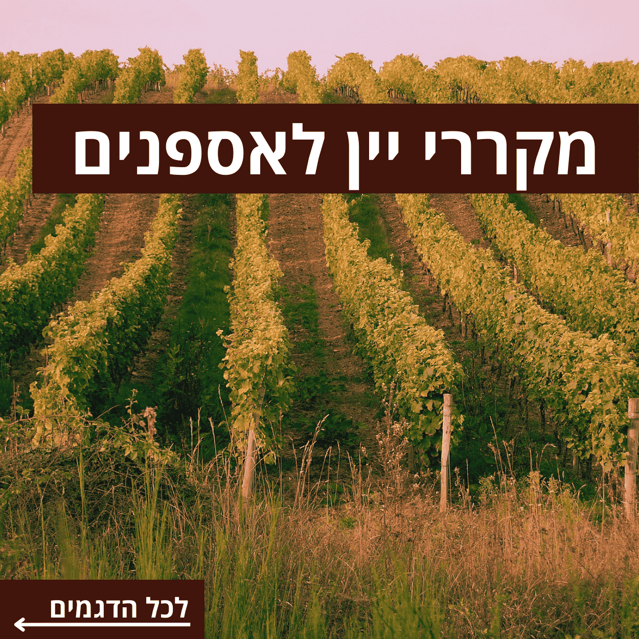 מקררי יין לאספנים