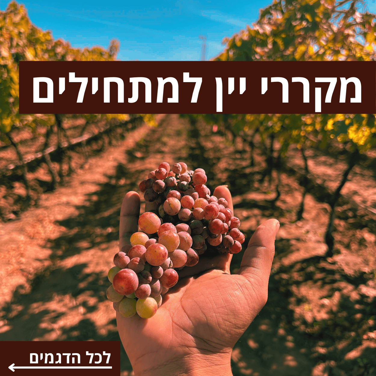 מקררי יין למתחילים