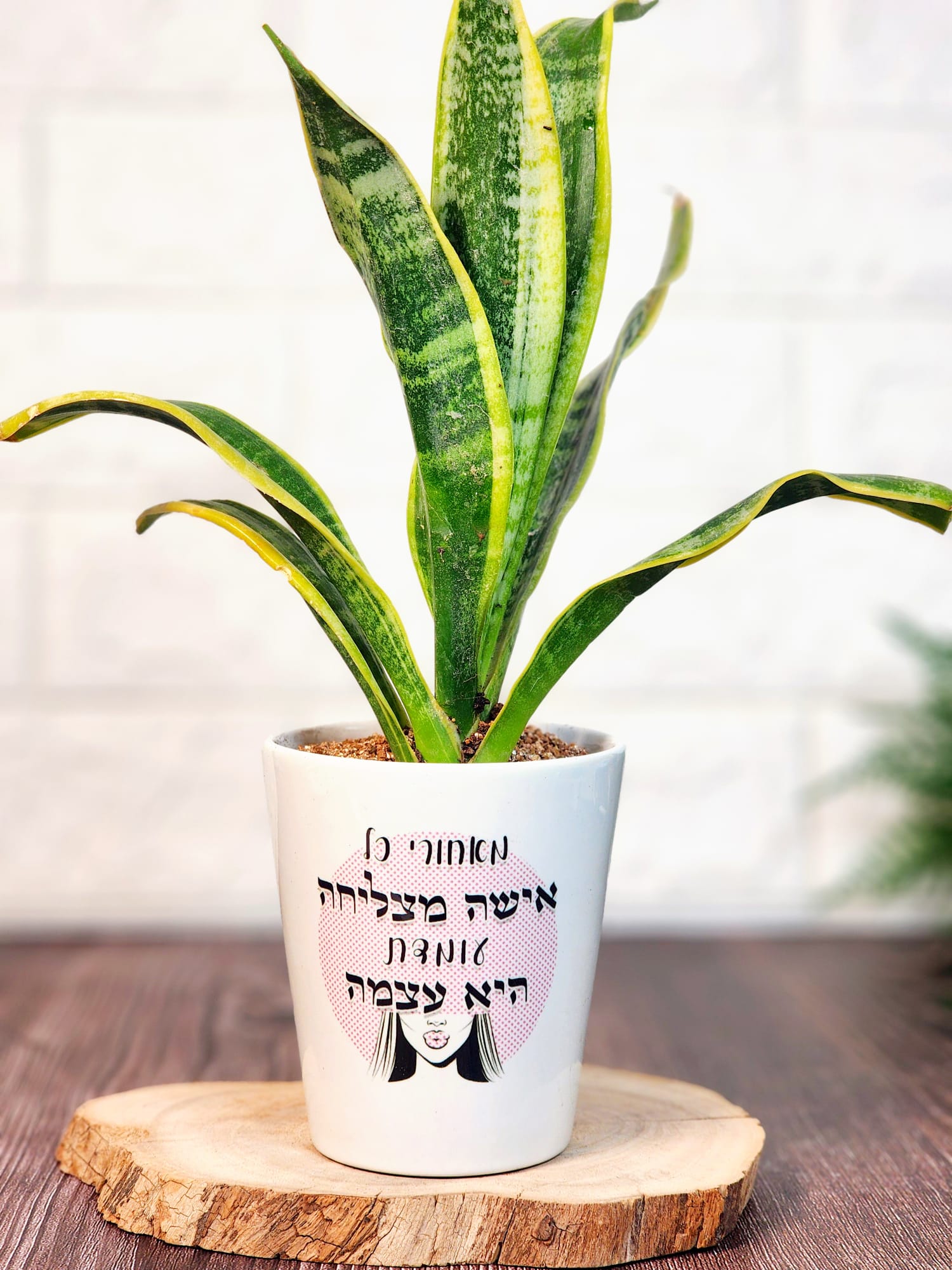 עיצוב אישי והדפסה על עציצים