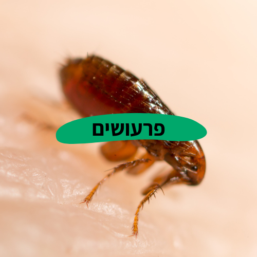 הדברת פרעושים