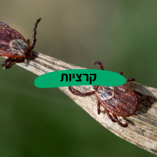 הדברת קרציות