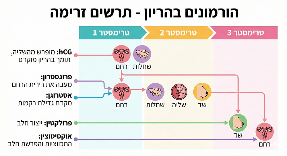 הורמונים בהריון - תרשים זרימה