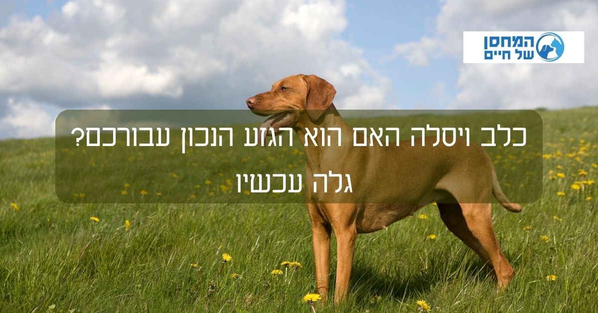 כלב ויסלה האם הוא הגזע הנכון עבורכם? גלה עכשיו - המחסן של חיים