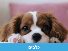 רמות מזון יבש לכלבים