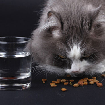 אוכל לחתולים 