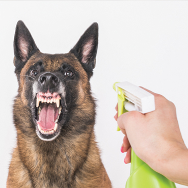 חומרי הדברה לכלבים